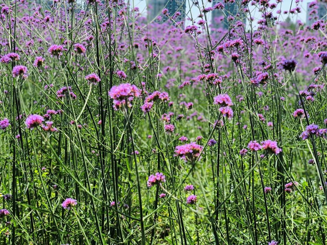 夏日探花丨柳叶马鞭草盛开来申城的这些地方感受紫色浪漫