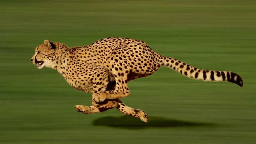 猎豹是陆地上跑得最快的动物是公认的短跑冠军.