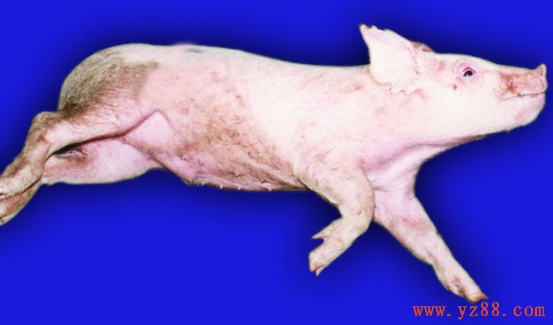猪水肿病症状图片