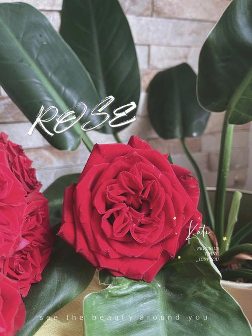 大花苞开度巨好的奥斯丁花型红玫瑰映着七夕送把这样的红玫瑰是不是
