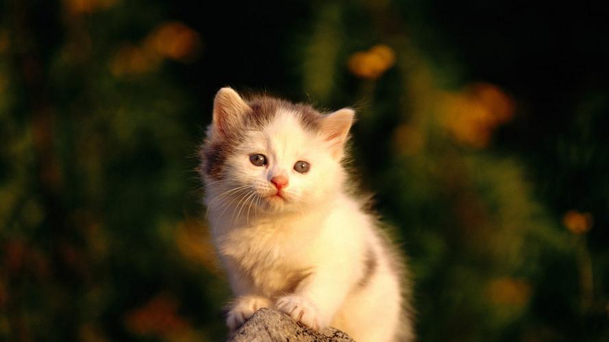 精选调皮可爱小猫咪动物图片欣赏分享