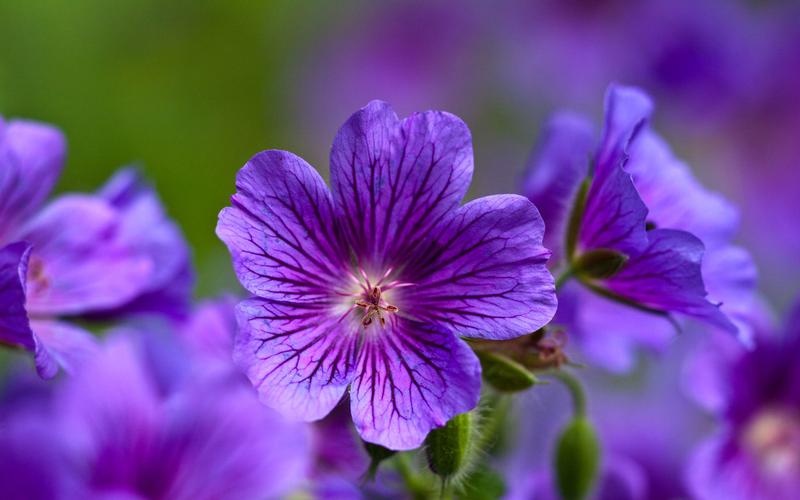 夏天的花之紫罗兰
