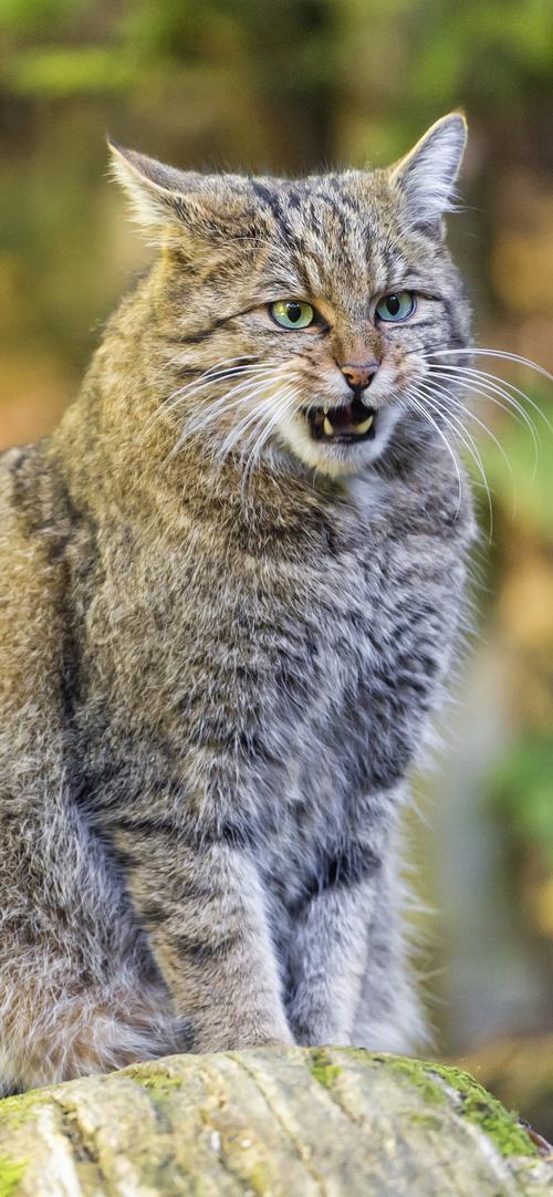 森林野猫坐牙齿