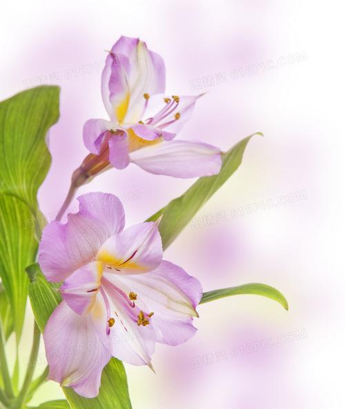 淡紫色的六出花朵特写摄影高清图片