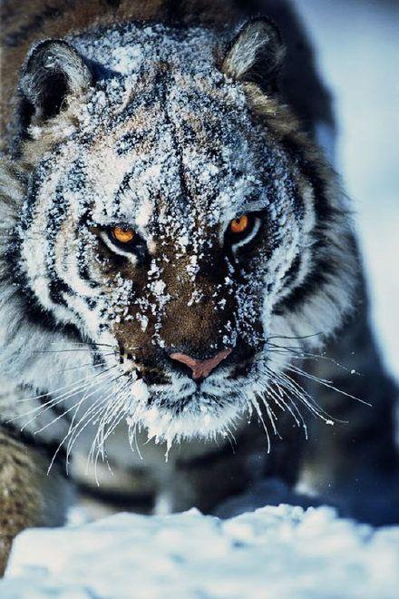 雪中之虎这霸气眼神能让自然界所有动物闻之丧胆不亏为林中之王