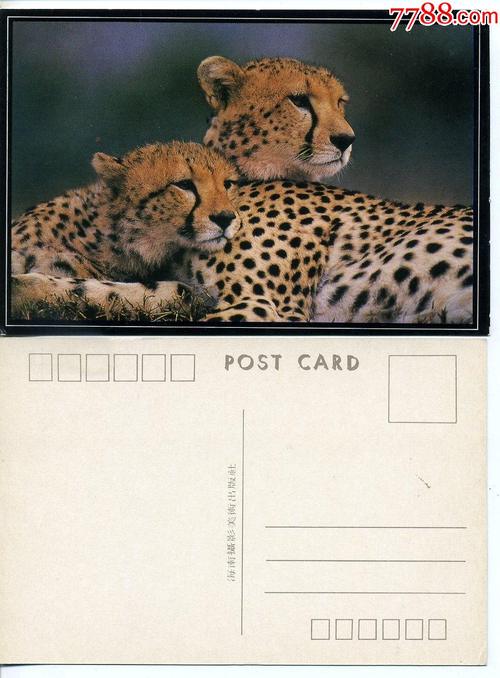 豹珍稀野生动物明信片2张相同图案合拍
