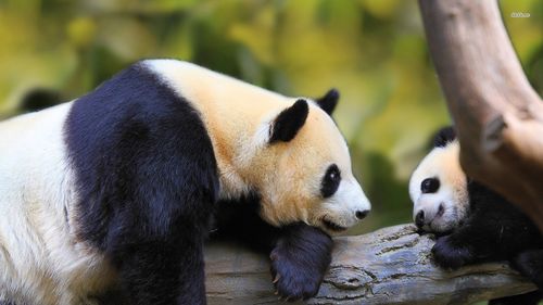 大熊猫精美壁纸胖嘟嘟的大熊猫动物壁纸深港精品库