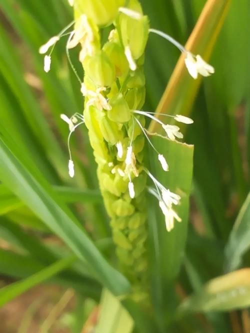 水稻也是一种开花植物但是估计只有少数人见过它的花.图wikipedia