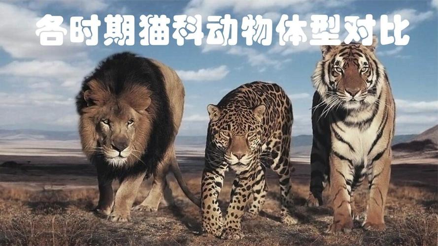 最全猫科动物体型对比以东北虎为参照物后面的都是上古神兽