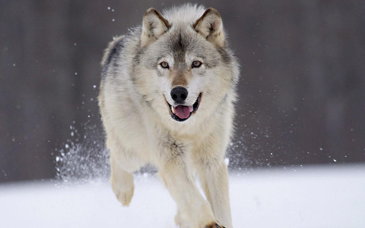 美丽冬季雪地上的狼高清图片雪中动物桌面壁纸下载第一辑