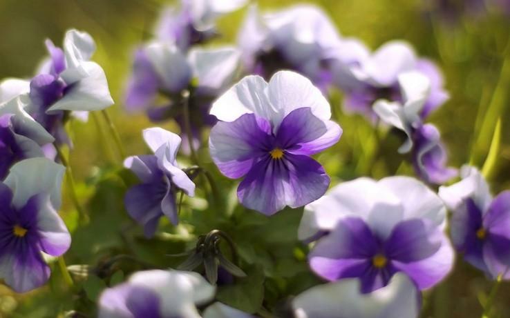 优雅迷人紫罗兰花花卉壁纸图片分享