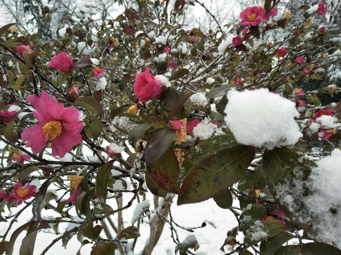 雪中盛开的耐冬花