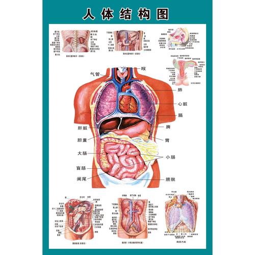 定制人体内脏解剖系统示意图医学宣传挂图人体器官心脏结构图医院海报