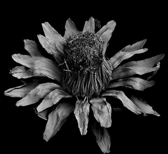 微观艺术下枯萎的植物黑白艺术照片