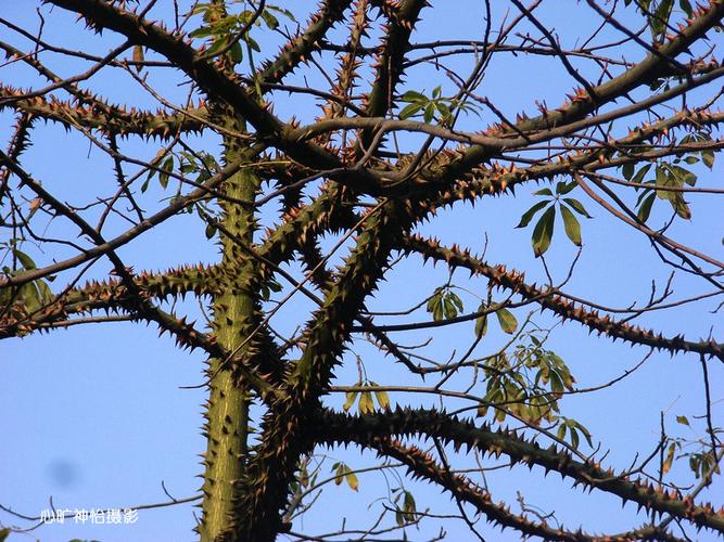 植物摄影满身带刺的树披荆斩棘