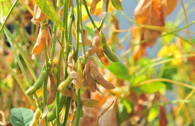 黄豆是豆科大豆属一年生草本植物原产中国我国各地均有栽培亦广泛