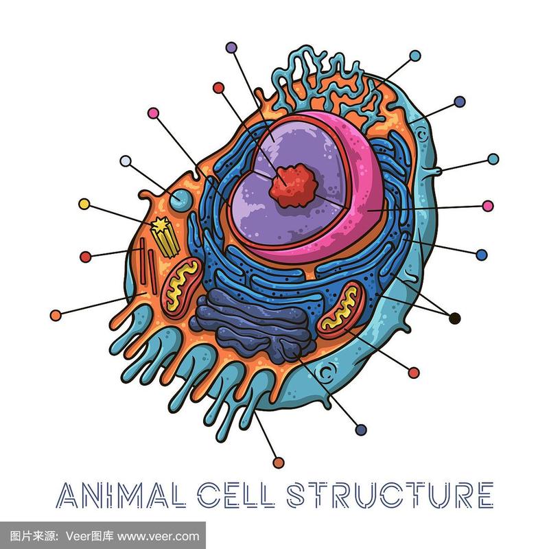 绘画插图矢量草图动物细胞计划书