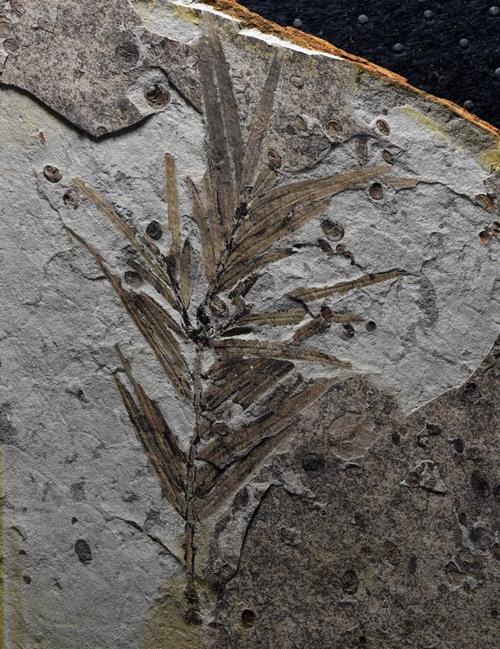 植物活化石有什么意义存活1.6亿年的植物