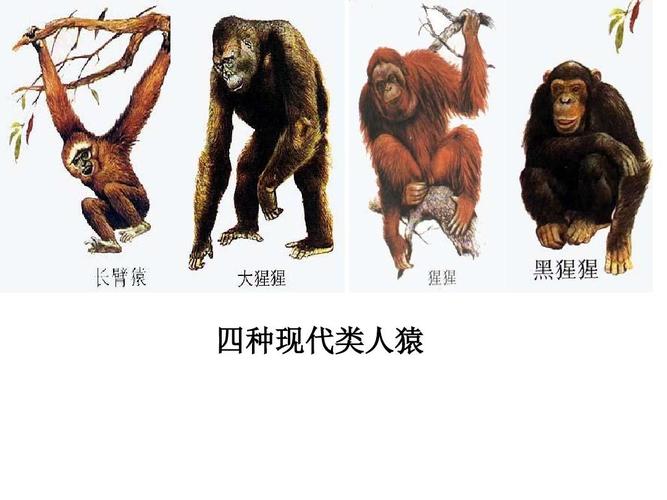 四种现代类人猿