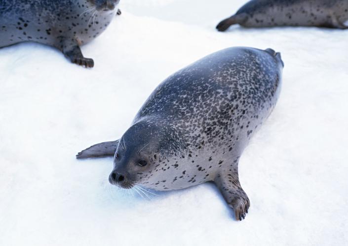 海豹图片北极动物海豹
