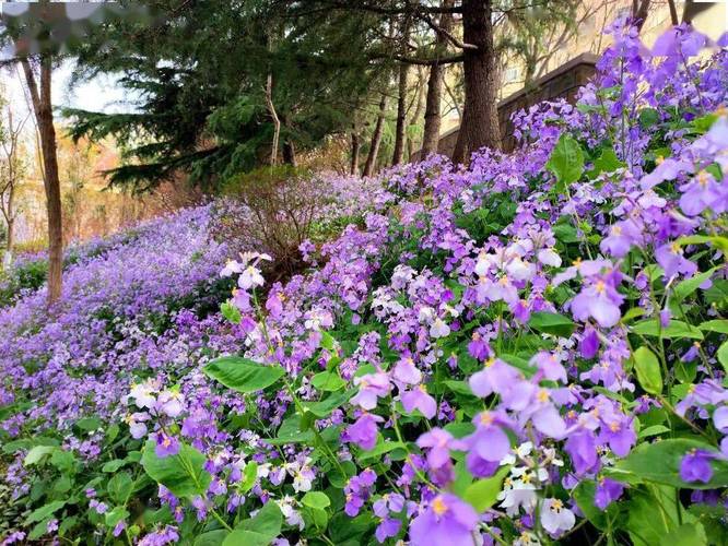 春天代表性野花也叫二月蓝诸葛菜因农历二月前后开始绽放蓝紫色