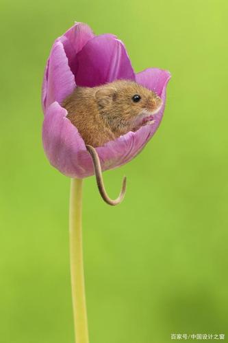 小老鼠在郁金香中嬉戏的可爱照片瞬间治愈你的心