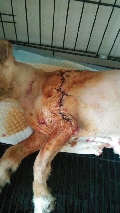 犬受伤-案例展示-襄阳宠物诊所|襄阳动物医院|