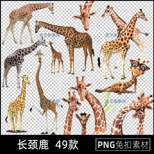png免抠长颈鹿实拍图片动物免扣插图摄影ps合成用设计素材