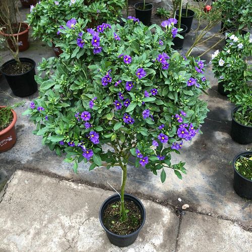 蓝茄花盆栽带花耐寒耐热阳台庭院花卉多年生灌木蓝花茄棒棒糖植物