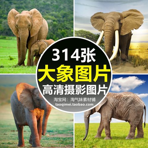 高清jpg大象图片幼象野象非洲象大象群野生动物壁纸素材摄影照片