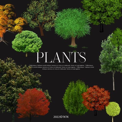 园林景观绿色树木植物设计png格式贴图免扣图片素材80张tktk