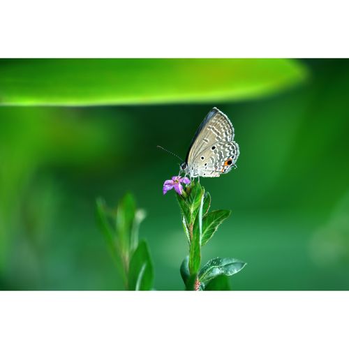 超清蝴蝶微距照片-小粉蝶与萼距花2张