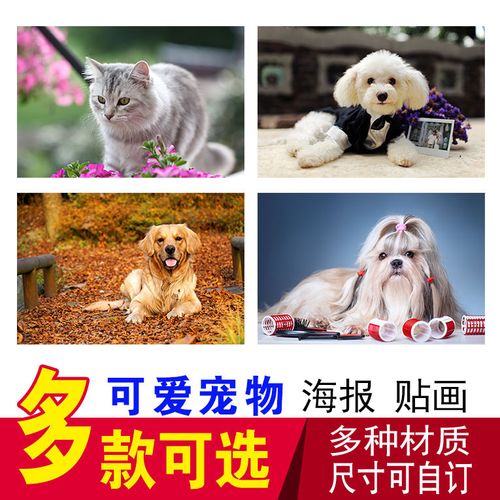 可爱动物图片宠物美容造型狗挂图名犬小狗狗海报kt板画宠物店海报