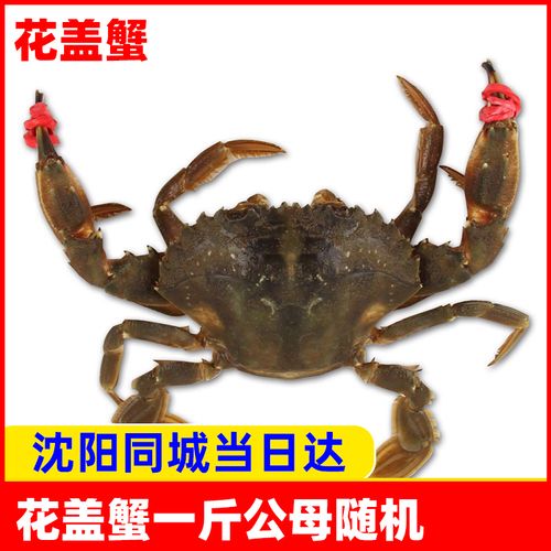 花盖蟹螃蟹沈阳同城一斤海鲜节日送礼闪送当季公母随机部分有掉爪