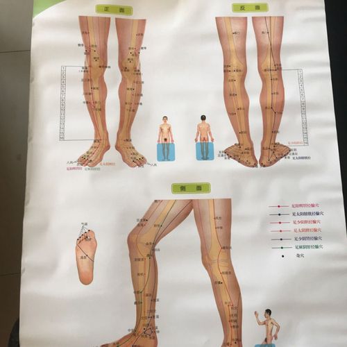 经络图足腿部经穴与反射区标准挂图中医书针灸穴位图