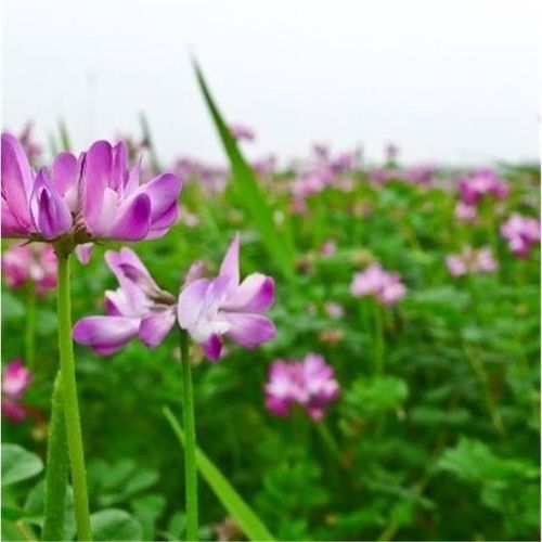 紫云英种子翘摇绿肥牧草可食用花蜜蜂蜜源草籽红花草四季果园牧草