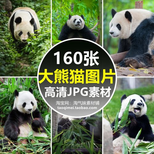 高清jpg大熊猫图片国宝熊猫可爱胖达吃竹子动物摄影照片设计素材