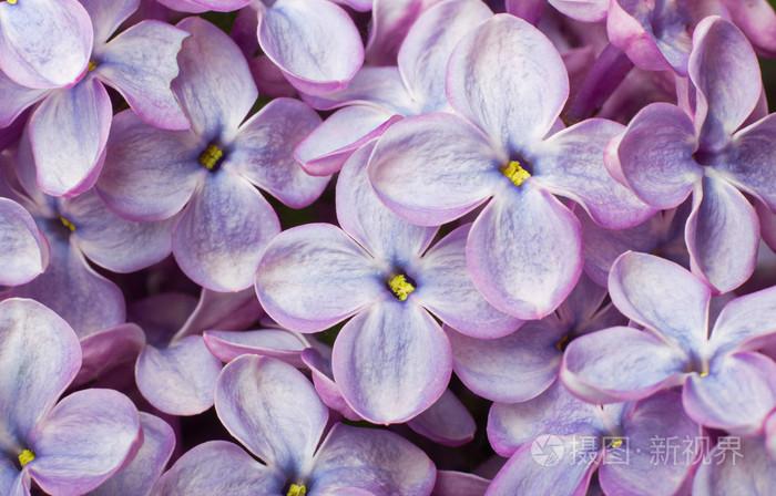 美丽春天淡紫色的花朵宏照片