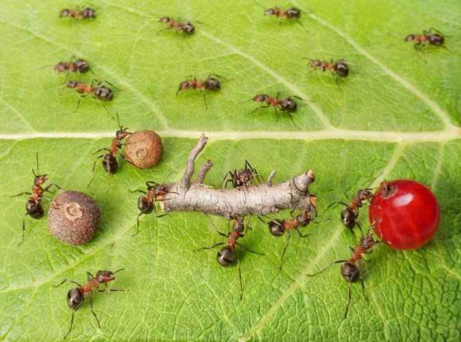 蚂蚁群合作搬东西搬运搬树枝搬食物蚂蚁团结