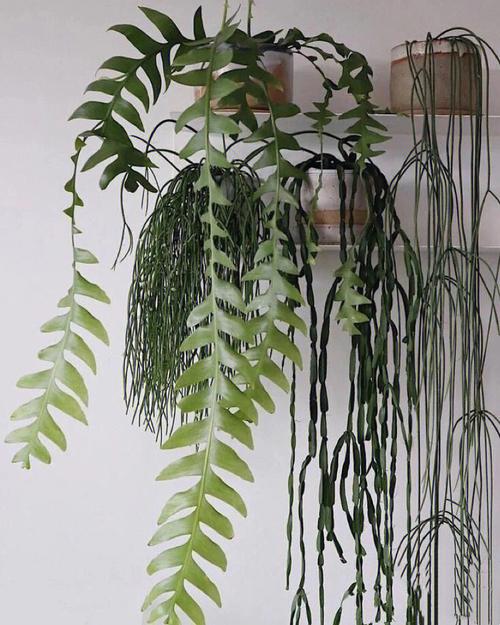 垂吊植物丝苇