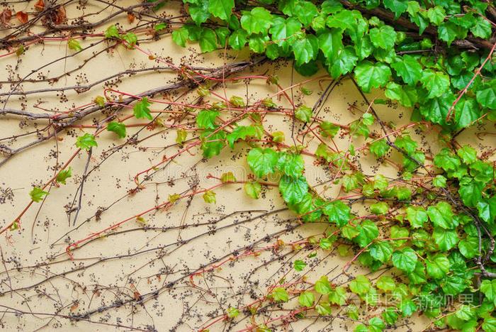 建筑物墙上的绿色藤蔓植物叶子