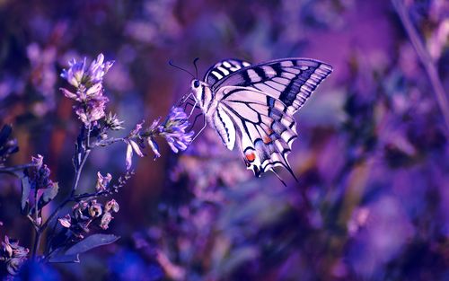 花丛里飞舞的美丽花蝴蝶电脑壁纸下载
