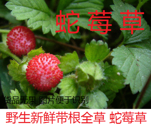 大山蛇莓草