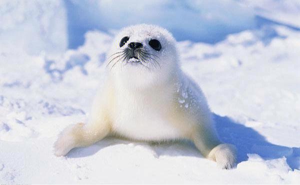 世界最可爱动物排行第四名竖琴海豹