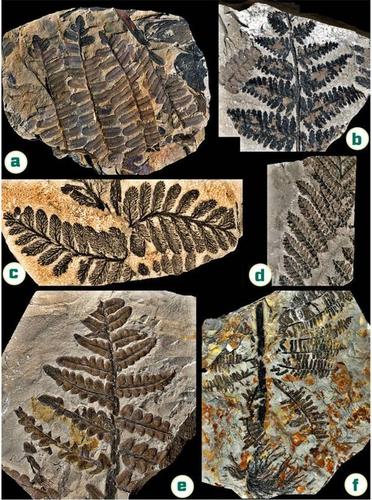 亿年前二叠纪蒙古的蕨类植物化石
