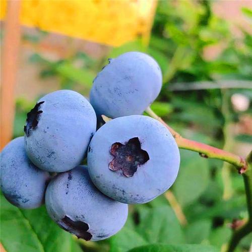 抗冻德雷珀蓝莓苗栽培技术德雷珀蓝莓苗施肥技术
