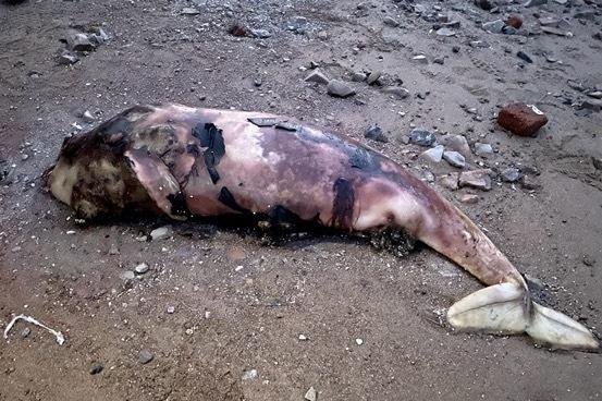 根初步观察这具尸体为国家一级保护动物江豚