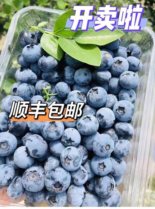 无公害口感脆甜爆汁家人们快来吃新鲜果子93云南蓝莓