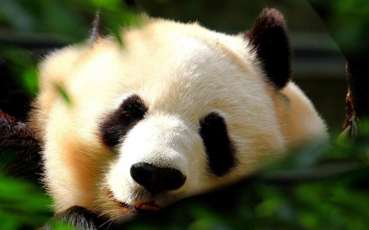 国家一级保护动物可爱熊猫宽屏桌面壁纸高清大图预览1920x1200动物