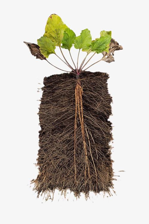 植物根茎横切面